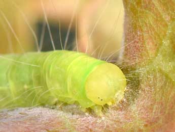  Chenille de Nycteola revayana Scop. - ©Philippe Mothiron