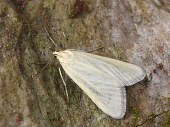 Udea rhododendronalis Dup. adulte - Philippe Mothiron