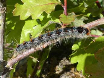  Chenille de Eriogaster rimicola D. & S. - Kevin Gurcel