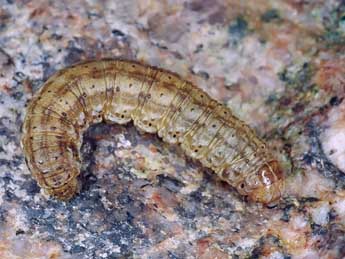  Chenille de Agrotis ripae Hb. - ©Kimmo Silvonen