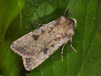 Agrotis ripae Hb. adulte - ©Philippe Mothiron