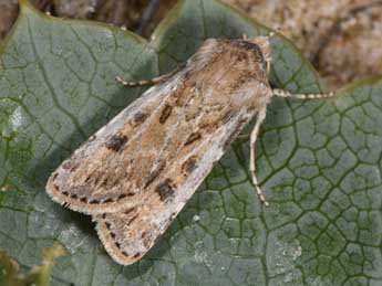 Agrotis ripae Hb. adulte - ©Philippe Mothiron