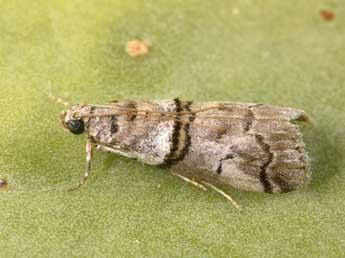 Acrobasis romanella Mill. adulte - ©Philippe Mothiron