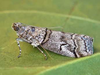 Acrobasis romanella Mill. adulte - Lionel Taurand