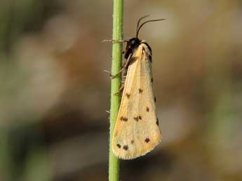 Setina roscida D. & S. adulte - ©Luc Dietrich