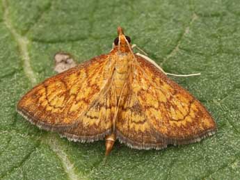 Ecpyrrhorrhoe rubiginalis Hb. adulte - ©Lionel Taurand