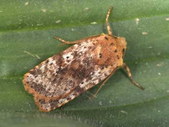 Conistra rubiginea D. & S. adulte - Philippe Mothiron