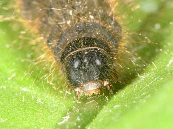  Chenille de Conistra rubiginea D. & S. - Philippe Mothiron