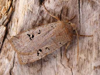 Conistra rubiginosa Scop. adulte - ©Lionel Taurand