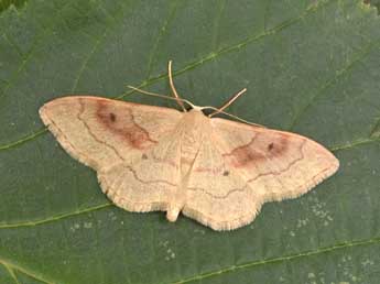 Idaea rubraria Stgr adulte - Philippe Mothiron