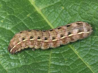  Chenille de Cerastis rubricosa D. & S. - ©Philippe Mothiron