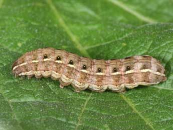  Chenille de Cerastis rubricosa D. & S. - ©Philippe Mothiron