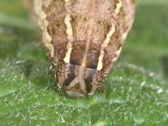  Chenille de Cerastis rubricosa D. & S. - ©Philippe Mothiron