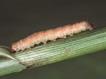  Chenille de Coenobia rufa Hw. - ©Kimmo Silvonen