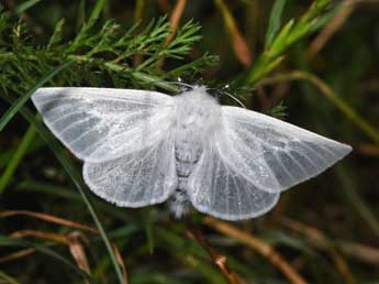 Leucoma salicis L. adulte - Philippe Mothiron