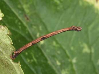  Chenille de Ourapteryx sambucaria L. - ©Philippe Mothiron