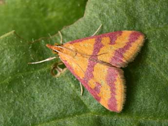 Pyrausta sanguinalis L. adulte - Philippe Mothiron