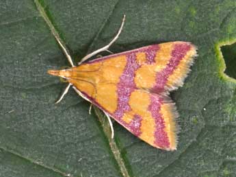 Pyrausta sanguinalis L. adulte - ©Philippe Mothiron