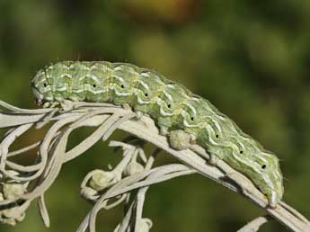  Chenille de Cucullia santolinae Rbr - ©Lionel Taurand