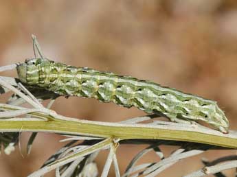  Chenille de Cucullia santolinae Rbr - ©Lionel Taurand