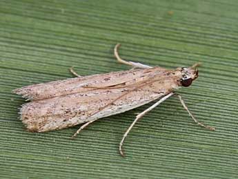 Phycitodes saxicola Vaughan adulte - ©Lionel Taurand