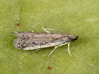 Phycitodes saxicola Vaughan adulte - Philippe Mothiron