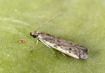 Phycitodes saxicola Vaughan adulte - Philippe Mothiron