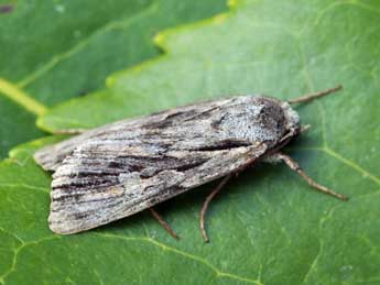 Agrotis schawerdai Bytinsky adulte - ©Daniel Morel