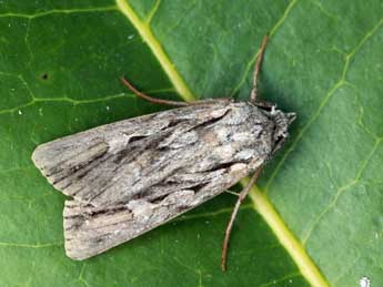 Agrotis schawerdai Bytinsky adulte - ©Daniel Morel