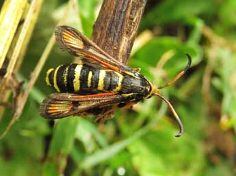 Bembecia scopigera Scop. adulte - ©Ruben Meert