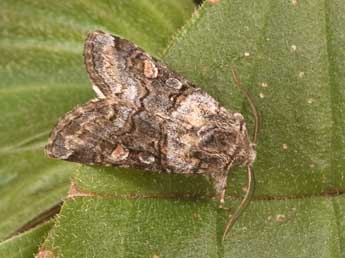 Cleoceris scoriacea Esp. adulte - Philippe Mothiron