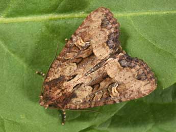 Mesapamea secalis L. adulte - Philippe Mothiron