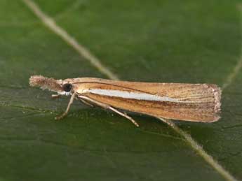 Agriphila selasella Hb. adulte - Philippe Mothiron