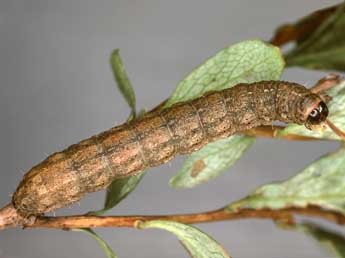  Chenille de Caradrina selini Bsdv. - ©Kimmo Silvonen