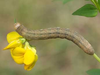  Chenille de Ammoconia senex Gey. - ©Jeroen Voogd