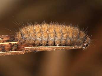  Chenille de Thumatha senex Hb. - ©Wolfgang Wagner, www.pyrgus.de