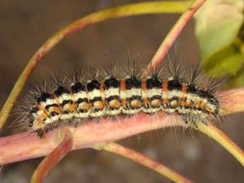  Chenille de Acronicta serratae Zerny - ©Wolfgang Wagner, www.pyrgus.de