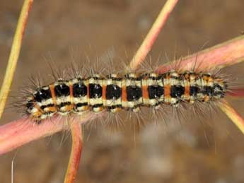  Chenille de Acronicta serratae Zerny - ©Wolfgang Wagner, www.pyrgus.de