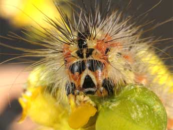  Chenille de Acronicta serratae Zerny - ©Wolfgang Wagner, www.pyrgus.de