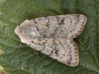 Agrotis simplonia Gey. adulte - Philippe Mothiron