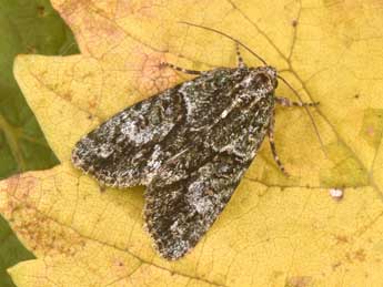 Cryphia simulatricula Gn. adulte - Philippe Mothiron