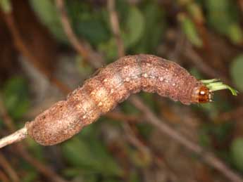  Chenille de Protolampra sobrina Dup. - Wolfgang Wagner, www.pyrgus.de