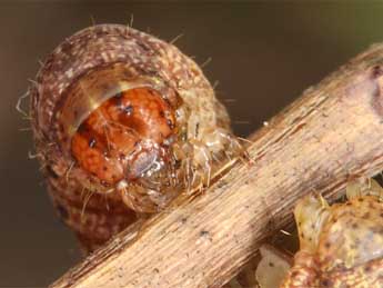  Chenille de Protolampra sobrina Dup. - ©Wolfgang Wagner, www.pyrgus.de