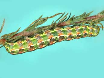  Chenille de Cardepia sociabilis Grasl. - Jean Haxaire