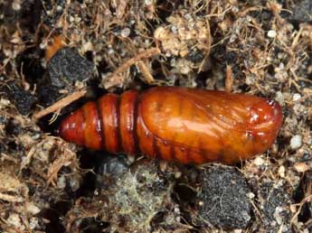  Chrysalide de Cardepia sociabilis Grasl. - ©Jean Haxaire