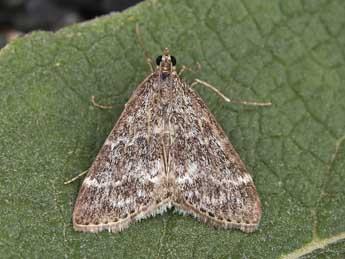 Evergestis sophialis F. adulte - ©Lionel Taurand