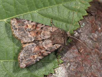 Apamea sordens Hfn. adulte - ©Philippe Mothiron