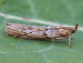 Selagia spadicella Hb. adulte - ©Lionel Taurand