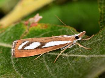 Catoptria speculalis Hb. adulte - Philippe Mothiron