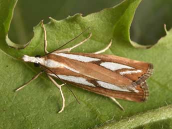 Catoptria speculalis Hb. adulte - Philippe Mothiron